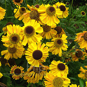 Helenium Autumnale 'Wyndley' - Sneezewort