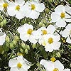 Helianthemum Apenninum