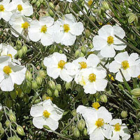 Helianthemum Apenninum - Rock Rose