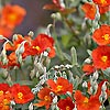 Helianthemum - Henfield Brilliant