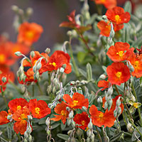 Helianthemum 'Henfield Brilliant' - Rock Rose