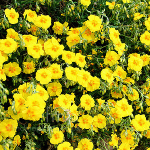 Helianthemum Ben Fhada - Rock Rose