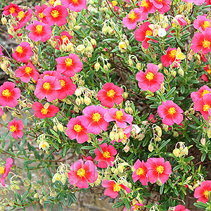 Helianthemum Ben Ledi - Rock Rose