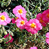 Helianthemum Georgeham