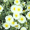 Helianthemum The Bride