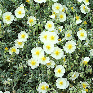 Helianthemum The Bride - Rock Rose