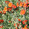 Helianthemum Welsh Flame