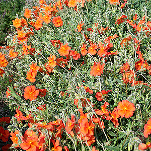 Helianthemum Welsh Flame - Rock Rose