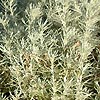 Helichrysum Italicum - serotinum