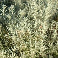 Helichrysum Italicum serotinum - Straw Flower