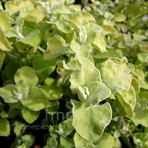 Helichrysum Petiolare 'Limelight' - Helichrysum