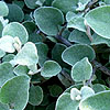 Helichrysum Petiolare