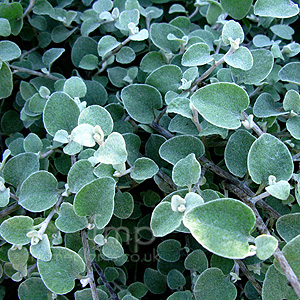 Helichrysum Petiolare - Helichrysum