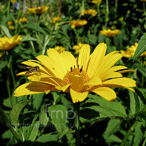 Heliopsis Helianthoides 'Scabra'