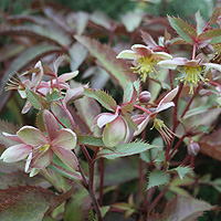 Helleborus X Sternii 'Ashwood Strain' - Hybrid Hellebore, Helleborus