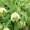 Helleborus Multifidus