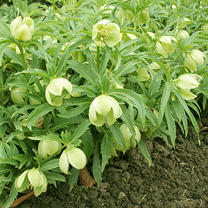 Helleborus Multifidus