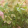 Helleborus Orientalis