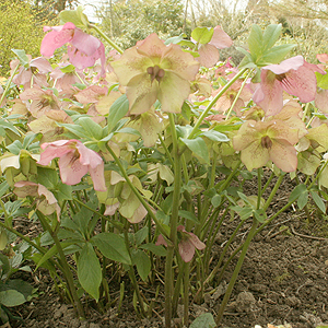 Helleborus Orientalis - Christmas Rose