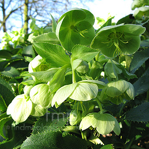 Helleborus Argutifolius - Corsican Hellebore, Helleborus