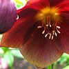 Helleborus Orientalis - Blue Lady