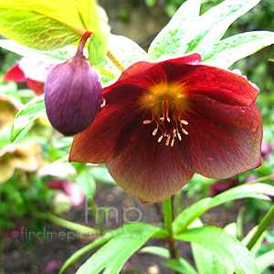 Helleborus Orientalis 'Blue Lady' - Helleborus, Orientalis Hybrid Hellebore