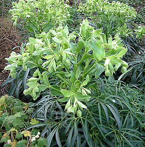 Helleborus Feotidus - Stinking Hellebore,  Helleborus