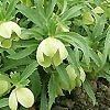 Helleborus Multifidus