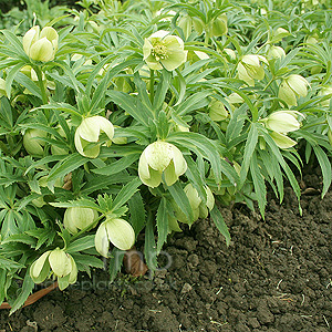 Helleborus Multifidus - Hellebore, Helleborus