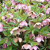 Helleborus Orientalis