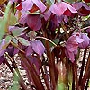 Helleborus X Hybridus - Queen of the Night