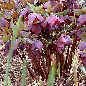 Helleborus X Hybridus 'Queen of the Night' - Lenten Rose, Hellebore