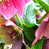 Helleborus Orientalis - Red Lady