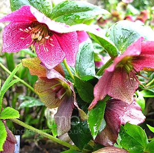 Helleborus Orientalis 'Red Lady' - Helleborus, Orientalis Hybrid Hellebore