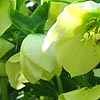 Helleborus X Hybridus