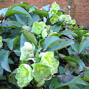 Helleborus X Sternii - Hellebore, Helleborus