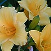 Hemerocallis - Stella dOro