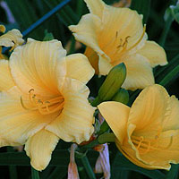 Hemerocallis Stella d'Oro' - Day Lily