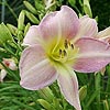 Hemerocallis - Catherine Woodberry