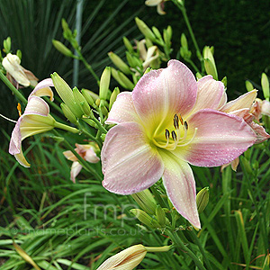 Hemerocallis 'Catherine Woodberry' - Daylily