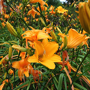 Hemerocallis 'Alan' - Day Lily