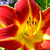 Hemerocallis - Black Falcon