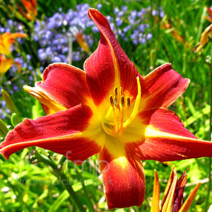 Hemerocallis 'Black Falcon'