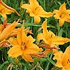 Hemerocallis - Burning Daylight