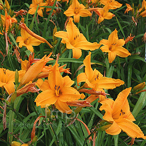 Hemerocallis 'Burning Daylight' - Day Lily