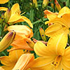 Hemerocallis - Cartwheels