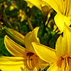 Hemerocallis Dumortieri