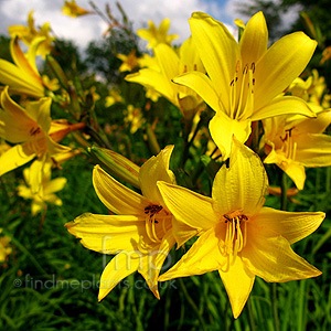 Hemerocallis Dumortieri - Daylily