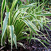 Hemerocallis Golden Zebra - Malja