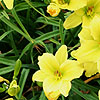 Hemerocallis - Green Flutter